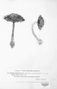 Amanita pantherina image